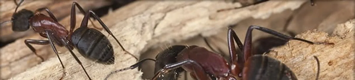 Close-up of ants on wood showing an active ant infestation in Miami, FL