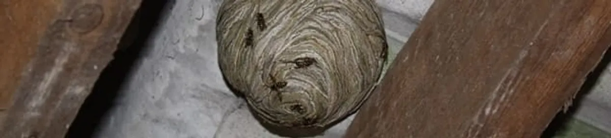 Wasp nest in an attic space, a common home infestation risk in Miami, FL