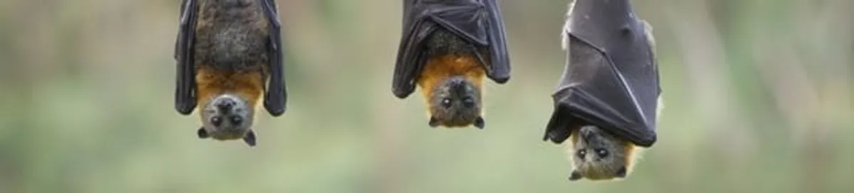 Bats roosting together, a common sign of a bat infestation in Miami, FL