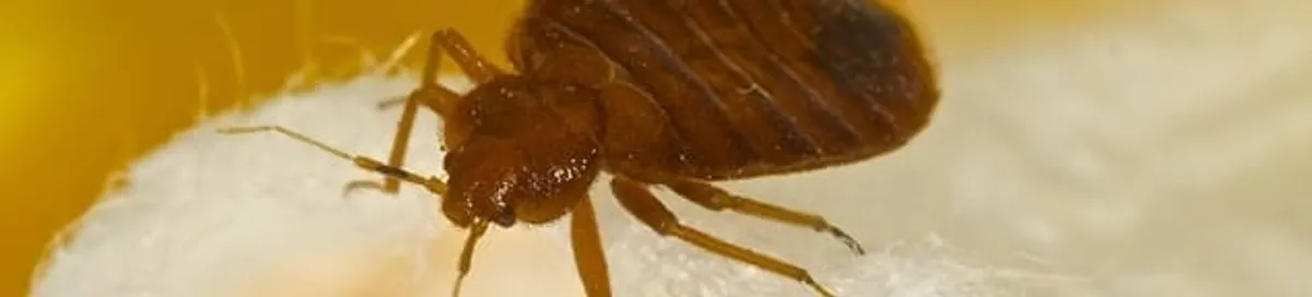 Close-up of a bed bug, a sign of an active infestation in Miami, FL