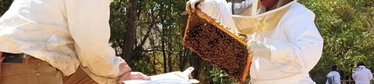 Bee removal specialists relocating a hive and honeycomb safely in Miami, FL