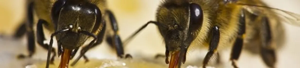 Close-up of honey bees, a sign of a nearby hive in Miami, FL
