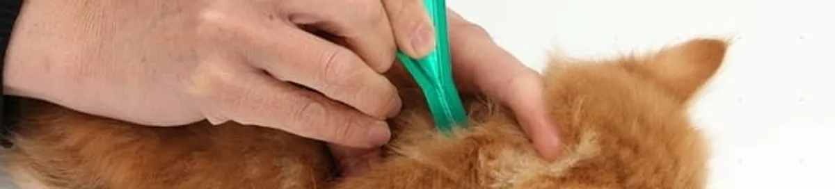 Flea treatment for pets using a flea comb, a sign of flea problems in Miami, FL