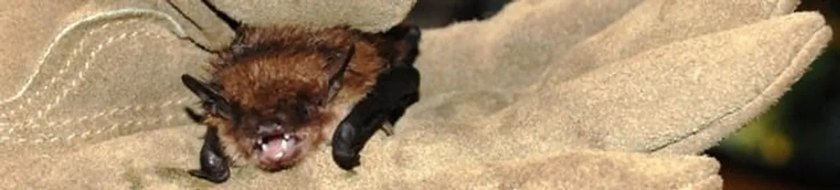 Bat removal specialist holding a bat safely during humane exclusion in Miami, FL