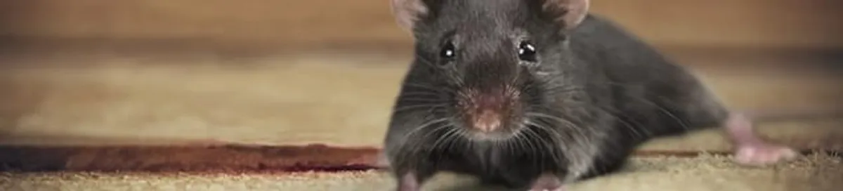 Mouse indoors, a common sign of a rodent infestation in Miami, FL