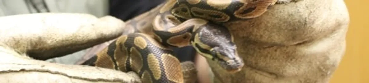 Snake removal specialist safely handling a snake with protective gloves in Miami, FL