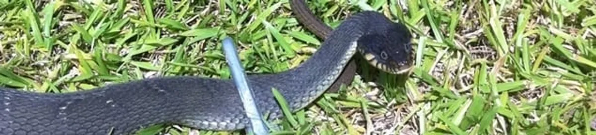 Snake in a yard, a common sign of a snake problem near a home in Miami, FL