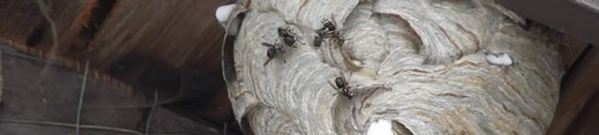 Close-up of a wasp nest with active wasps, a sign of an infestation in Miami, FL